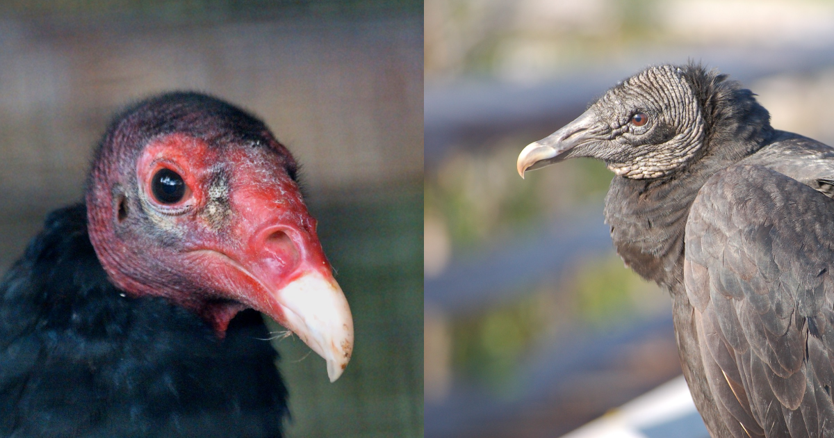 Landmark Wildlife Management The Most Righteous Of Birds The Vulture